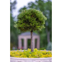 Сосна білокора / боснійська Шмідта / Шмідті (штамб) | Pinus leucodermis Schmidtіі (shtamb) | Сосна белокорая / боснийская Шмидта / Шмидти (штамб)