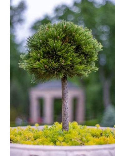 Сосна білокора / боснійська Шмідта / Шмідті (штамб) | Pinus leucodermis Schmidtіі (shtamb) | Сосна белокорая / боснийская Шмидта / Шмидти (штамб)