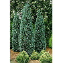 Кипарисовик Лавсона Елюмі / Алюмі | Chamaecyparis lawsoniana Alumii | Кипарисовик Лавсона Элюми / Алюми