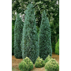 Кипарисовик Лавсона Елюмі / Алюмі | Chamaecyparis lawsoniana Alumii | Кипарисовик Лавсона Элюми / Алюми