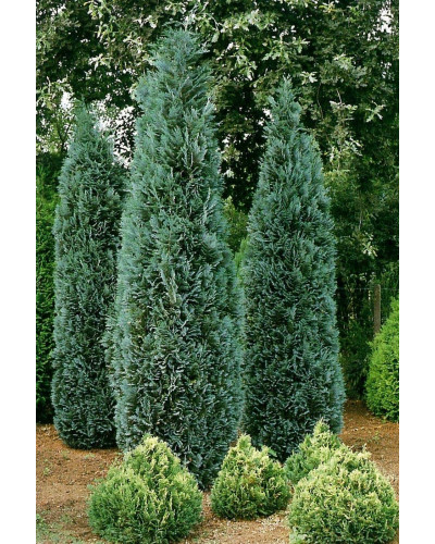 Кипарисовик Лавсона Елюмі / Алюмі | Chamaecyparis lawsoniana Alumii | Кипарисовик Лавсона Элюми / Алюми