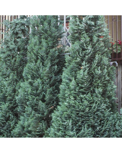 Кипарисовик Лавсона Елюмі / Алюмі | Chamaecyparis lawsoniana Alumii | Кипарисовик Лавсона Элюми / Алюми