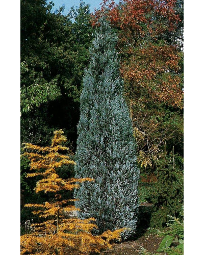 Кипарисовик Лавсона Елюмі / Алюмі | Chamaecyparis lawsoniana Alumii | Кипарисовик Лавсона Элюми / Алюми
