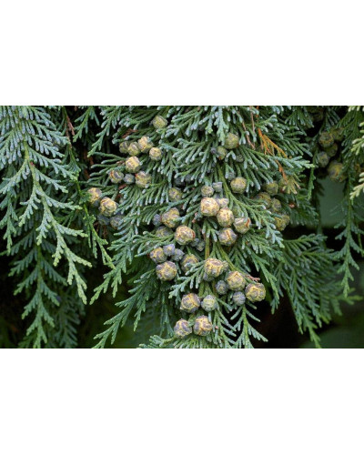 Кипарисовик Лавсона Елюмі / Алюмі | Chamaecyparis lawsoniana Alumii | Кипарисовик Лавсона Элюми / Алюми