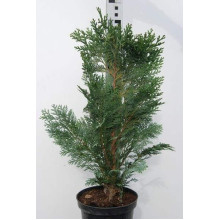 Кипарисовик Лавсона Елюмі / Алюмі | Chamaecyparis lawsoniana Alumii | Кипарисовик Лавсона Элюми / Алюми