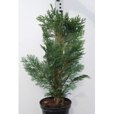 Кипарисовик Лавсона Елюмі / Алюмі | Chamaecyparis lawsoniana Alumii | Кипарисовик Лавсона Элюми / Алюми