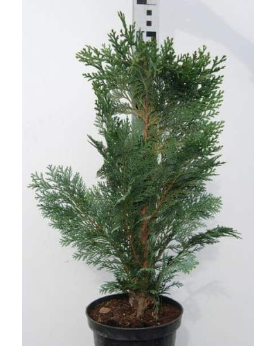 Кипарисовик Лавсона Елюмі / Алюмі | Chamaecyparis lawsoniana Alumii | Кипарисовик Лавсона Элюми / Алюми