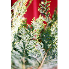 Кипарисовик Лавсона Елюмі / Алюмі | Chamaecyparis lawsoniana Alumii | Кипарисовик Лавсона Элюми / Алюми