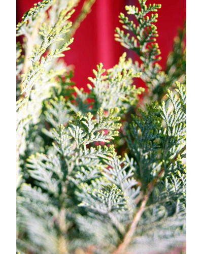 Кипарисовик Лавсона Елюмі / Алюмі | Chamaecyparis lawsoniana Alumii | Кипарисовик Лавсона Элюми / Алюми