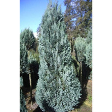 Кипарисовик Лавсона Елюмі / Алюмі | Chamaecyparis lawsoniana Alumii | Кипарисовик Лавсона Элюми / Алюми