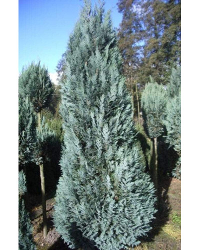 Кипарисовик Лавсона Елюмі / Алюмі | Chamaecyparis lawsoniana Alumii | Кипарисовик Лавсона Элюми / Алюми