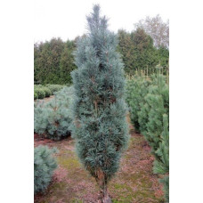 Сосна звичайна Глаука Фастігіата | Pinus sylvestris Glauca Fastigiata | Сосна обыкновенная Глаука Фастигиата