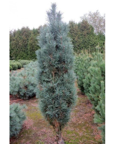 Сосна звичайна Глаука Фастігіата | Pinus sylvestris Glauca Fastigiata | Сосна обыкновенная Глаука Фастигиата