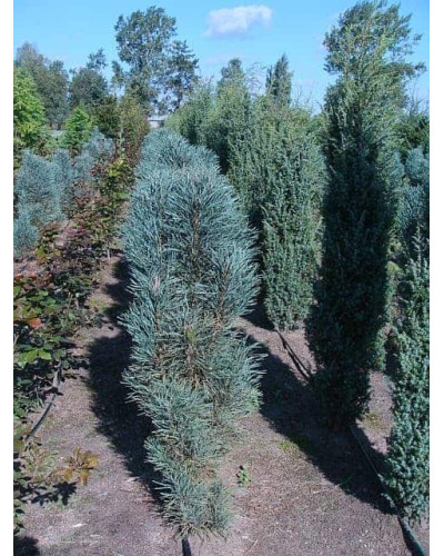 Сосна звичайна Глаука Фастігіата | Pinus sylvestris Glauca Fastigiata | Сосна обыкновенная Глаука Фастигиата