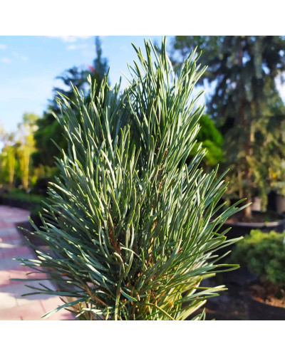 Сосна звичайна Глаука Фастігіата | Pinus sylvestris Glauca Fastigiata | Сосна обыкновенная Глаука Фастигиата