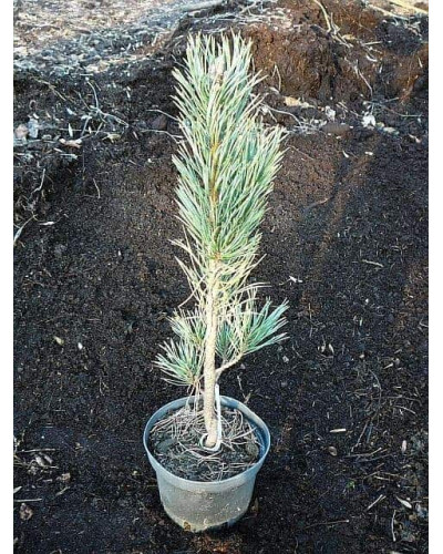 Сосна звичайна Глаука Фастігіата | Pinus sylvestris Glauca Fastigiata | Сосна обыкновенная Глаука Фастигиата