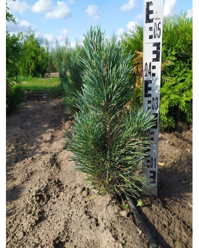 Сосна звичайна Глаука Фастігіата | Pinus sylvestris Glauca Fastigiata | Сосна обыкновенная Глаука Фастигиата