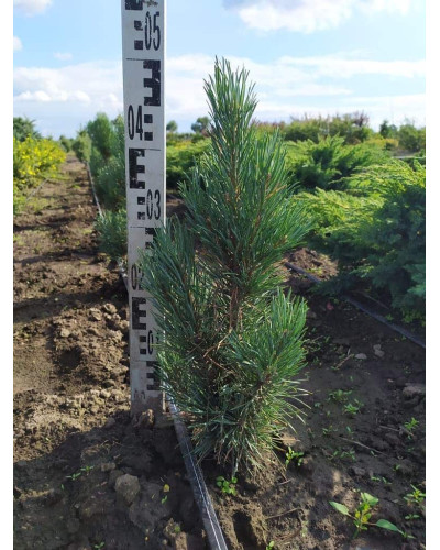 Сосна звичайна Глаука Фастігіата | Pinus sylvestris Glauca Fastigiata | Сосна обыкновенная Глаука Фастигиата