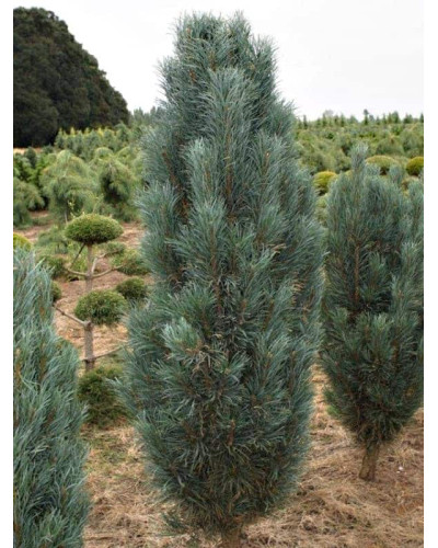 Сосна звичайна Глаука Фастігіата | Pinus sylvestris Glauca Fastigiata | Сосна обыкновенная Глаука Фастигиата