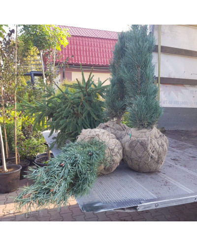 Сосна звичайна Глаука Фастігіата | Pinus sylvestris Glauca Fastigiata | Сосна обыкновенная Глаука Фастигиата