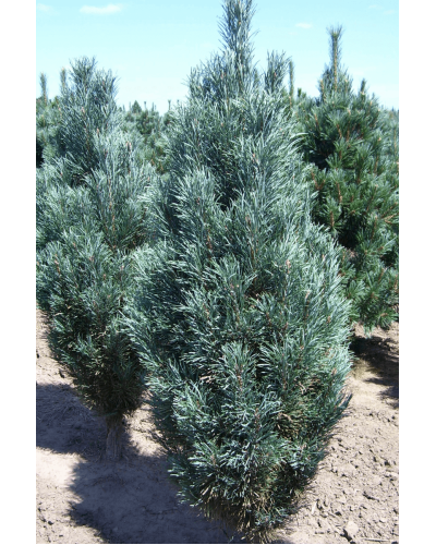 Сосна звичайна Глаука Фастігіата | Pinus sylvestris Glauca Fastigiata | Сосна обыкновенная Глаука Фастигиата