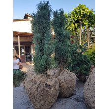Сосна звичайна Глаука Фастігіата | Pinus sylvestris Glauca Fastigiata | Сосна обыкновенная Глаука Фастигиата