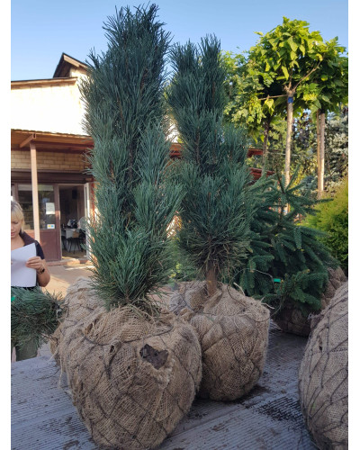 Сосна звичайна Глаука Фастігіата | Pinus sylvestris Glauca Fastigiata | Сосна обыкновенная Глаука Фастигиата