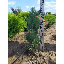 Сосна звичайна Глаука Фастігіата | Pinus sylvestris Glauca Fastigiata | Сосна обыкновенная Глаука Фастигиата