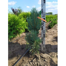 Сосна звичайна Глаука Фастігіата | Pinus sylvestris Glauca Fastigiata | Сосна обыкновенная Глаука Фастигиата