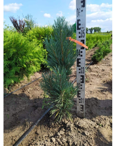 Сосна звичайна Глаука Фастігіата | Pinus sylvestris Glauca Fastigiata | Сосна обыкновенная Глаука Фастигиата