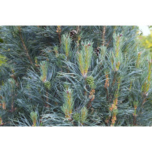 Сосна звичайна Глаука Фастігіата | Pinus sylvestris Glauca Fastigiata | Сосна обыкновенная Глаука Фастигиата