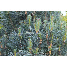 Сосна звичайна Глаука Фастігіата | Pinus sylvestris Glauca Fastigiata | Сосна обыкновенная Глаука Фастигиата