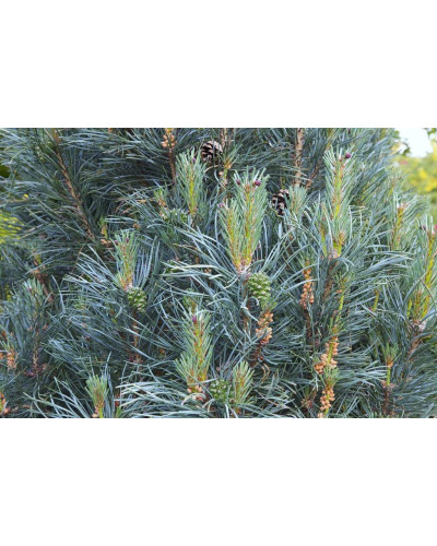 Сосна звичайна Глаука Фастігіата | Pinus sylvestris Glauca Fastigiata | Сосна обыкновенная Глаука Фастигиата