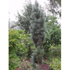 Сосна звичайна Глаука Фастігіата | Pinus sylvestris Glauca Fastigiata | Сосна обыкновенная Глаука Фастигиата