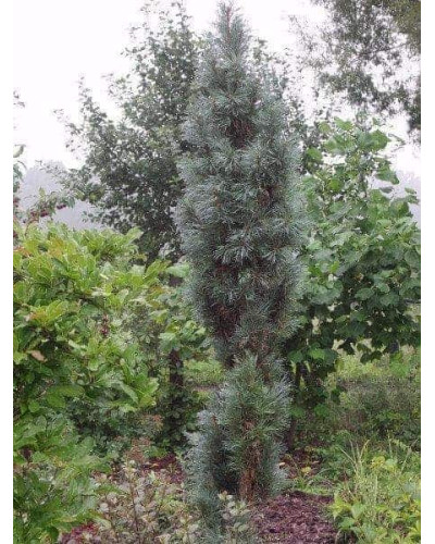 Сосна звичайна Глаука Фастігіата | Pinus sylvestris Glauca Fastigiata | Сосна обыкновенная Глаука Фастигиата