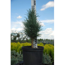 Сосна звичайна Глаука Фастігіата | Pinus sylvestris Glauca Fastigiata | Сосна обыкновенная Глаука Фастигиата