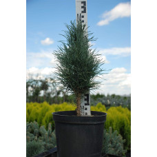 Сосна звичайна Глаука Фастігіата | Pinus sylvestris Glauca Fastigiata | Сосна обыкновенная Глаука Фастигиата