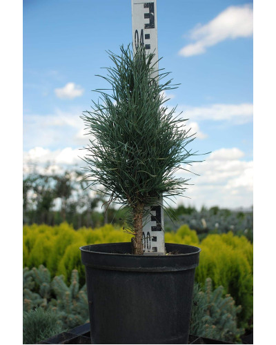 Сосна звичайна Глаука Фастігіата | Pinus sylvestris Glauca Fastigiata | Сосна обыкновенная Глаука Фастигиата