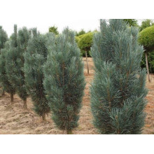 Сосна звичайна Глаука Фастігіата | Pinus sylvestris Glauca Fastigiata | Сосна обыкновенная Глаука Фастигиата