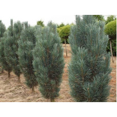 Сосна звичайна Глаука Фастігіата | Pinus sylvestris Glauca Fastigiata | Сосна обыкновенная Глаука Фастигиата