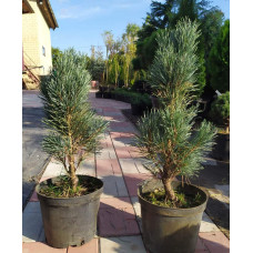 Сосна звичайна Глаука Фастігіата | Pinus sylvestris Glauca Fastigiata | Сосна обыкновенная Глаука Фастигиата
