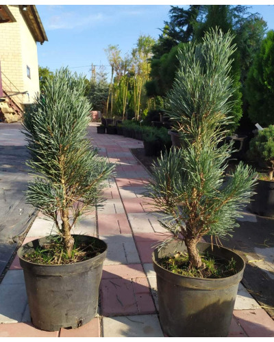 Сосна звичайна Глаука Фастігіата | Pinus sylvestris Glauca Fastigiata | Сосна обыкновенная Глаука Фастигиата