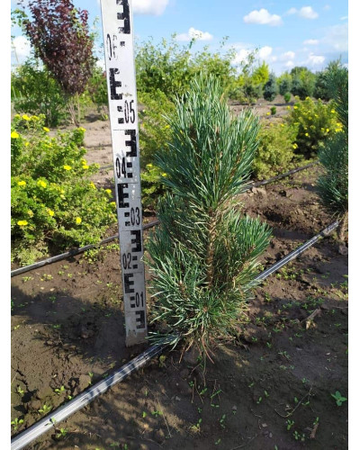 Сосна звичайна Глаука Фастігіата | Pinus sylvestris Glauca Fastigiata | Сосна обыкновенная Глаука Фастигиата