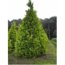 Кипарисовик Лавсона Стардаст | Chamaecyparis lawsoniana Stardust