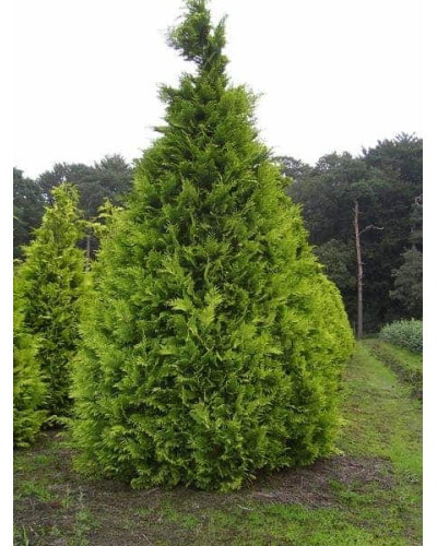 Кипарисовик Лавсона Стардаст | Chamaecyparis lawsoniana Stardust