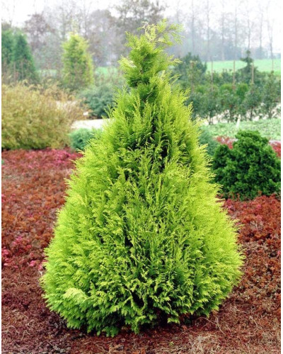 Кипарисовик Лавсона Стардаст | Chamaecyparis lawsoniana Stardust