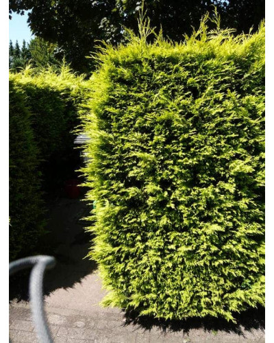 Кипарисовик Лавсона Стардаст | Chamaecyparis lawsoniana Stardust