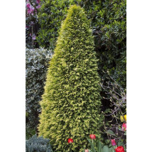 Кипарисовик Лавсона Стардаст | Chamaecyparis lawsoniana Stardust