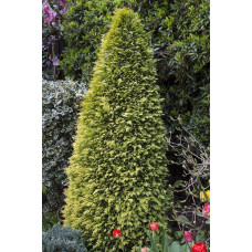 Кипарисовик Лавсона Стардаст | Chamaecyparis lawsoniana Stardust