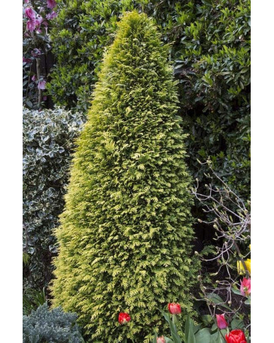 Кипарисовик Лавсона Стардаст | Chamaecyparis lawsoniana Stardust